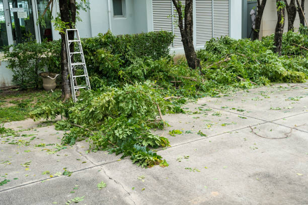 The Steps Involved in Our Tree Care Process in Marshall, MI